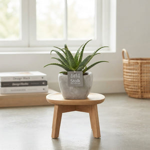 Aloe arborescens ‘Stone’ – 11cm Pot, 35cm High