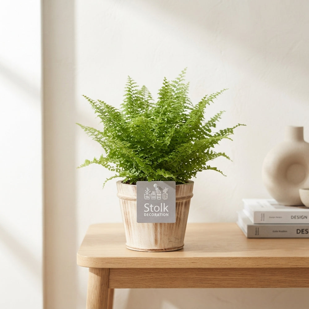 Boston Fern (Nephrolepis exaltata) – 13cm Pot