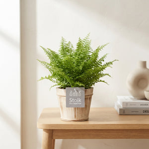 Boston Fern (Nephrolepis exaltata) – 13cm Pot