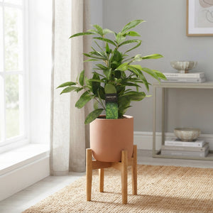 Dracaena Surculosa – 12cm Pot, 40cm High