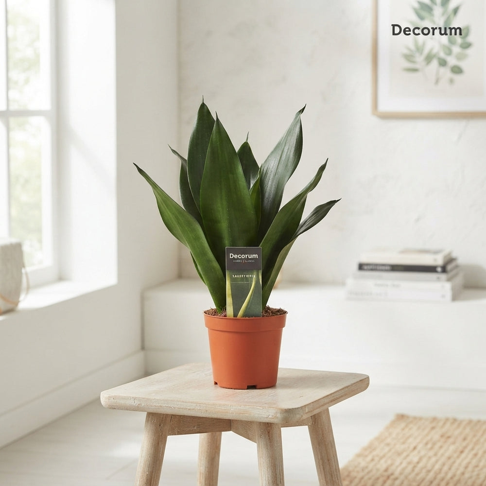 Snake Plant (Sansevieria trifasciata) – 12cm Pot