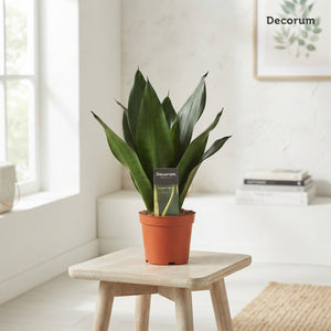 Snake Plant (Sansevieria trifasciata) – 12cm Pot