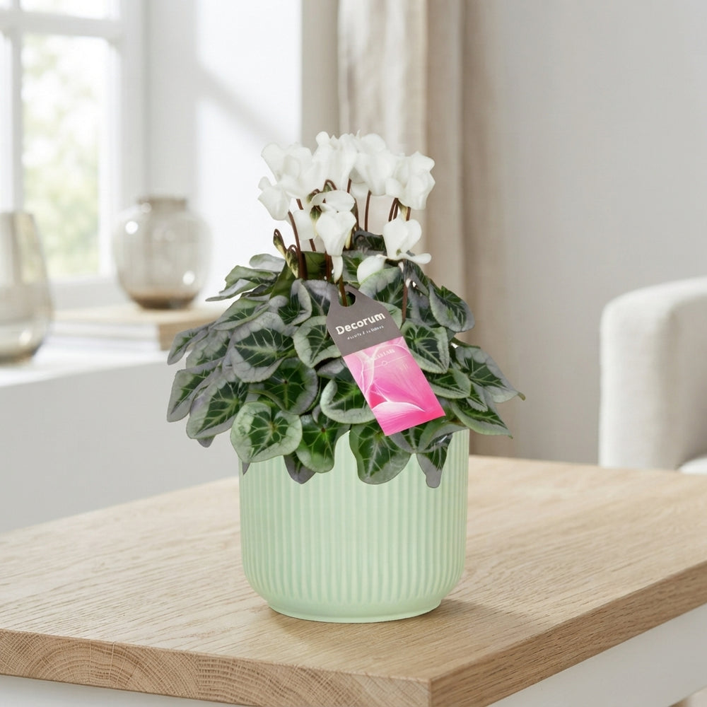 White Cyclamen persicum ‘Sophie’ – 15cm Pot