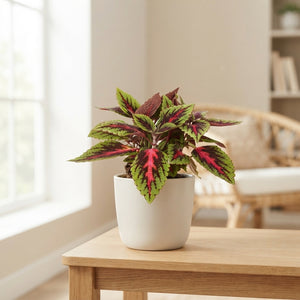 Coleus ‘Ruby Road’ – 13cm Pot