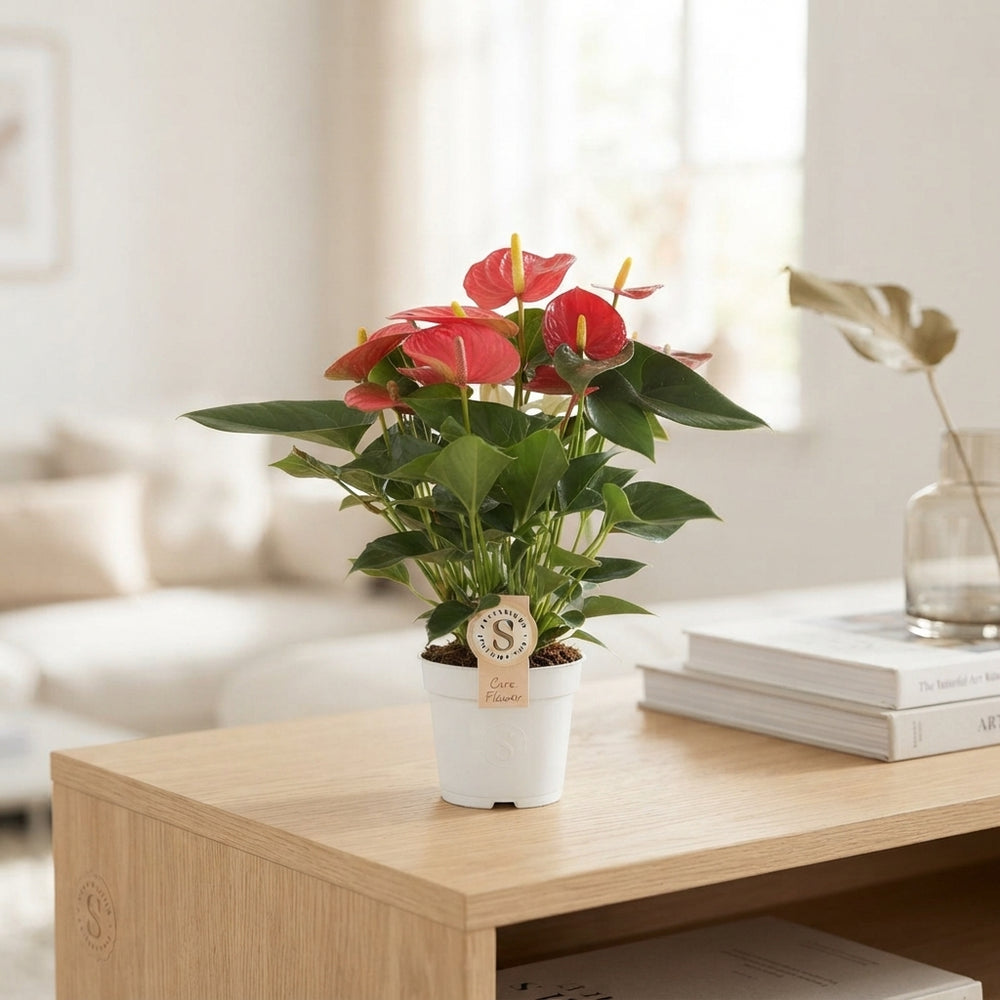 Mixed Anthurium Houseplant – 12cm Pot, 40cm High
