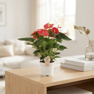 Mixed Anthurium Houseplant – 12cm Pot, 40cm High
