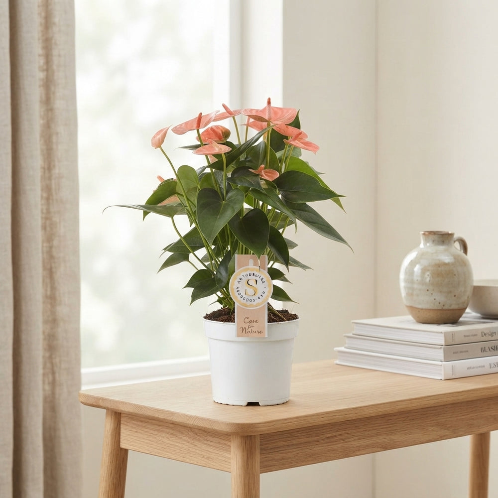 Coral Anthurium (Anthurium andraeanum) – 12cm Pot