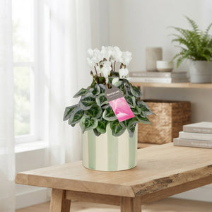 White Cyclamen persicum – 14cm Ceramic Pot