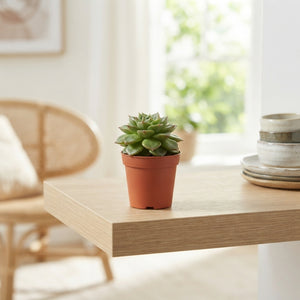 Echeveria Succulent – 5.5cm Pot