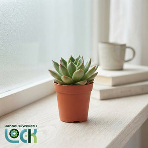 Echeveria Succulent – 5.5cm Pot
