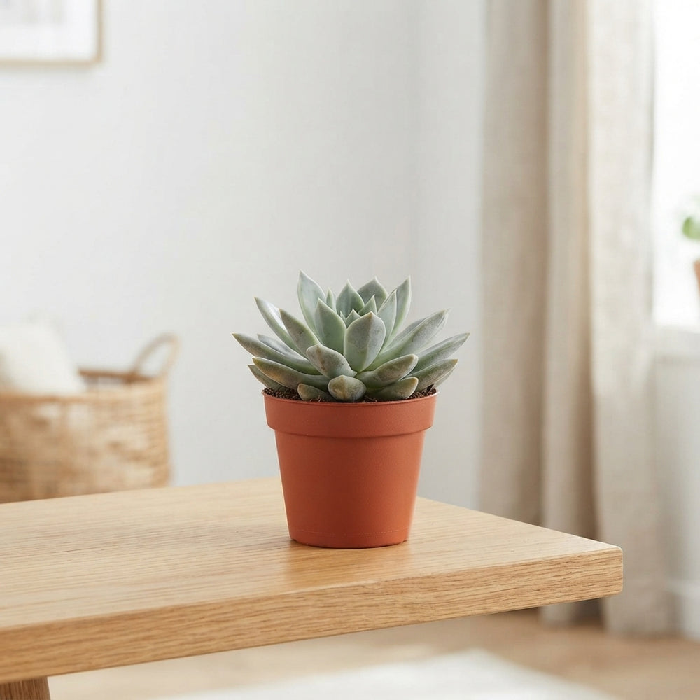 Mixed Succulent Plant – 5.5cm Pot, Approx. 25cm High