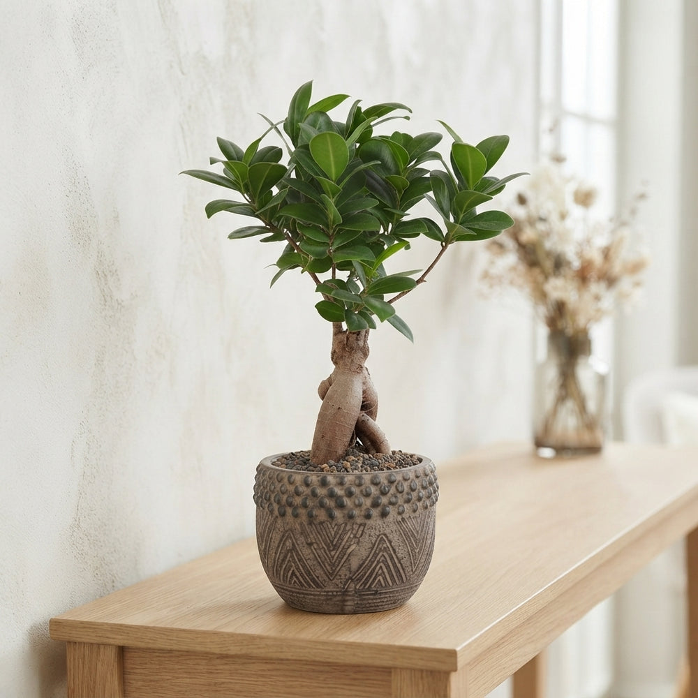 Ficus Ginseng Bonsai – 12cm Ceramic Pot