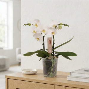 White Phalaenopsis Orchid – 2 Stem, 12cm Pot