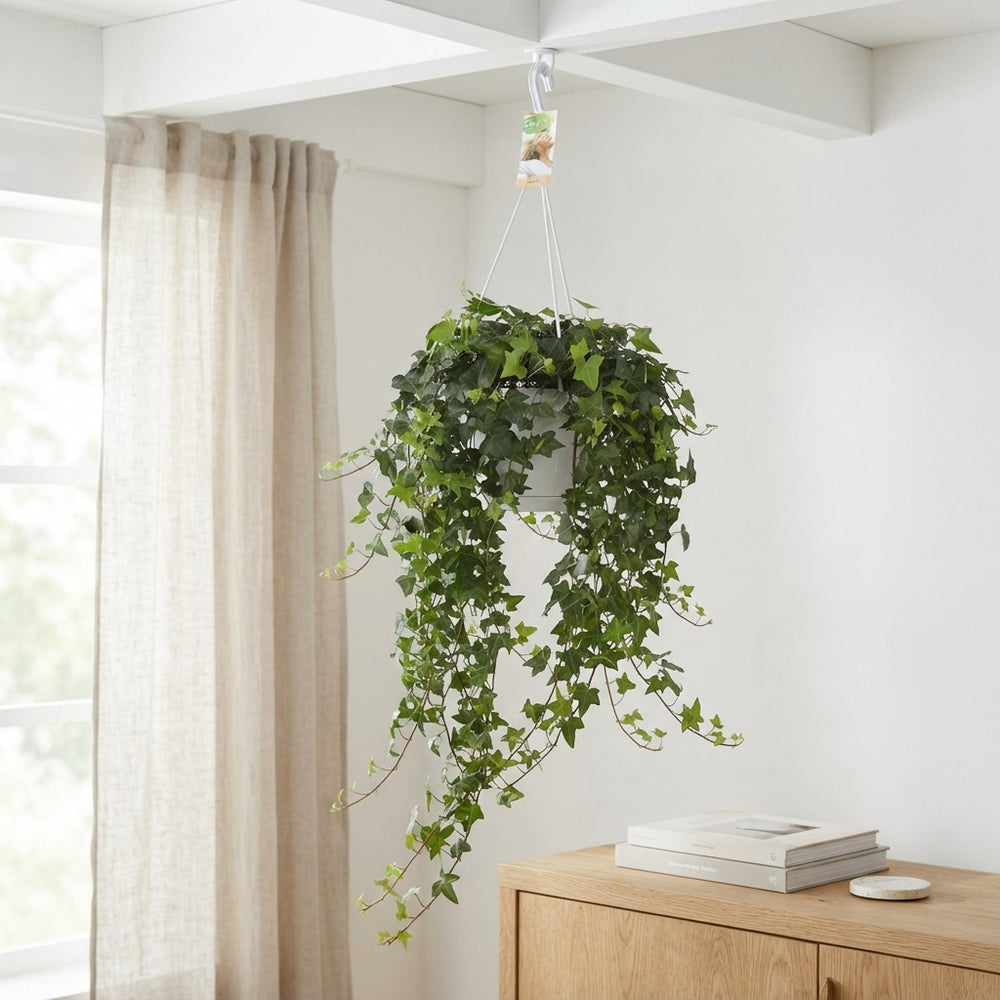 English Ivy (Hedera helix) – 24cm Pot