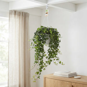 English Ivy (Hedera helix) – 24cm Pot