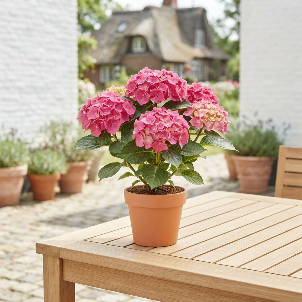 Hydrangea macrophylla – 9cm Pot, 25cm High