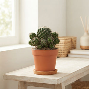 Mixed Cactus Collection – 8.5cm Pot