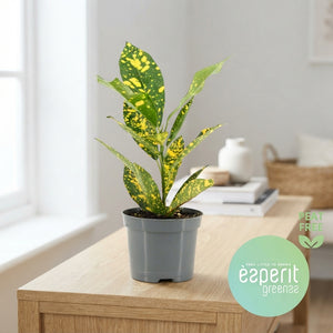 Small-Leaved Croton (Codiaeum variegatum) – 8.5cm Pot