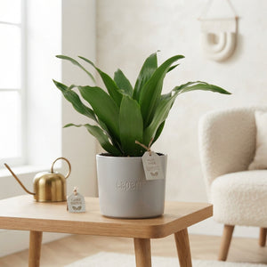 Compact Dragon Tree (Dracaena fragrans Compacta) – 8.5cm Pot