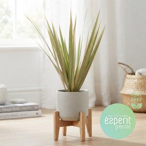 Dracaena Marginata ‘Bicolor’ – 8.5cm Pot