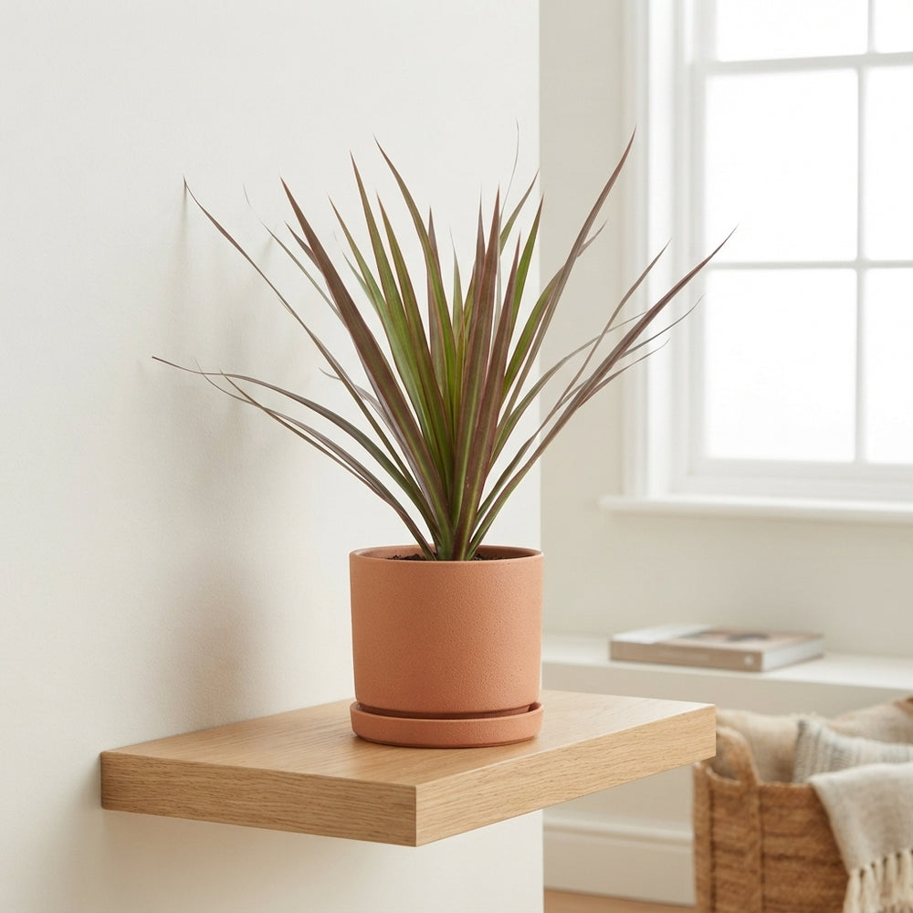 Dragon Tree (Dracaena marginata) – 8.5cm Pot
