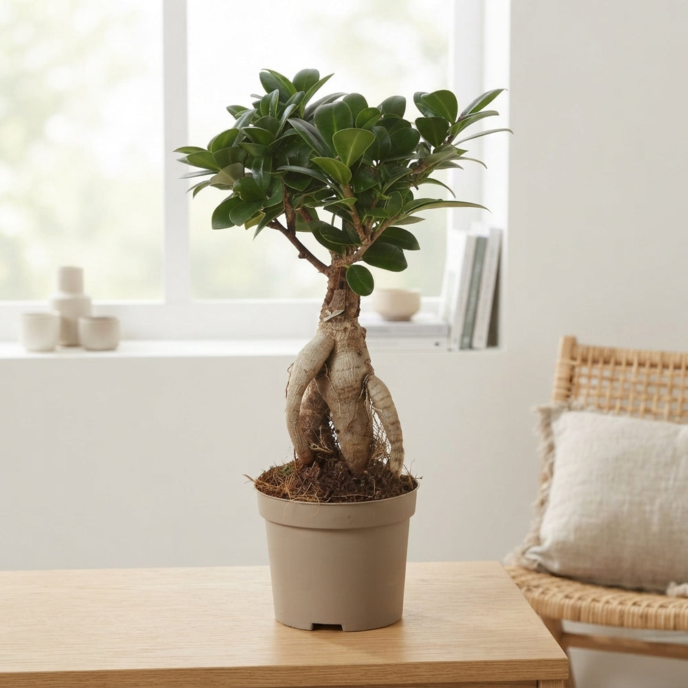 Ficus Ginseng (Ficus microcarpa) – 9cm Pot