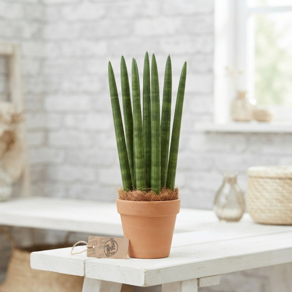 Cylindrical Snake Plant (Sansevieria cylindrica) – 10cm Pot