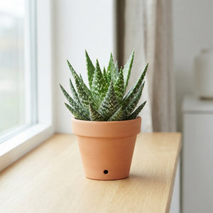 Mixed Aloe Plant – 8.5cm Pot