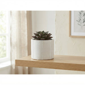 Mixed Succulent Arrangement – Tuvalu Ceramic Pot, 10cm