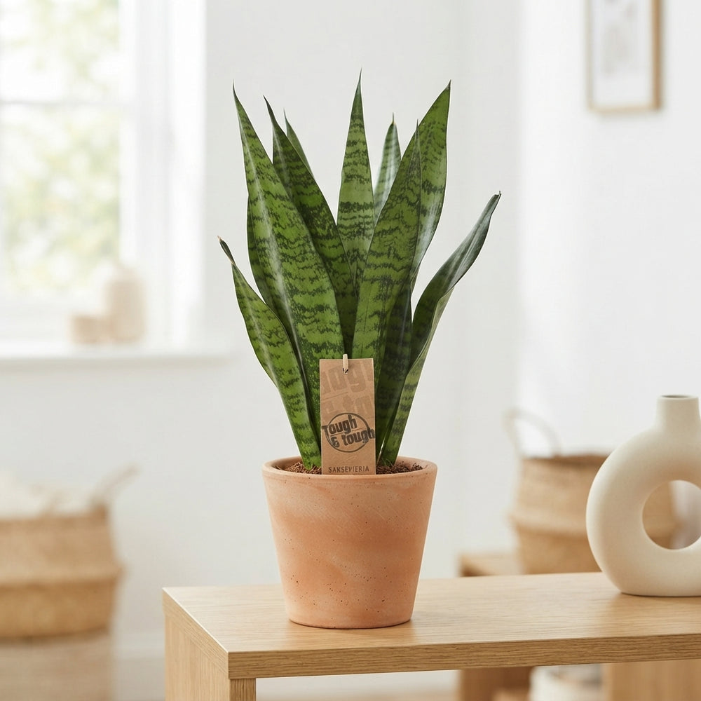 Sansevieria Zeylanica – 14cm Pot, 50cm High