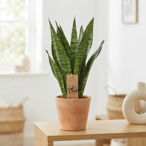 Sansevieria Zeylanica – 14cm Pot, 50cm High