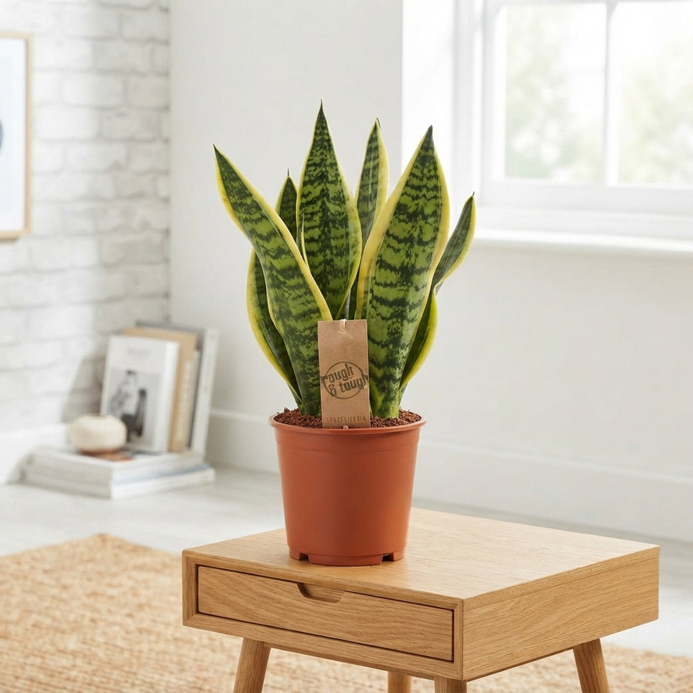 Sansevieria trifasciata ‘Futura Superba’ – 14cm Pot