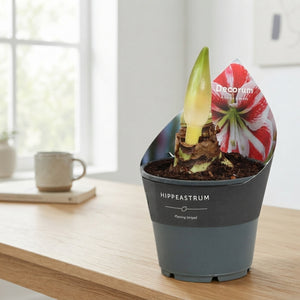 Striped Hippeastrum (Amaryllis) – 14cm Pot
