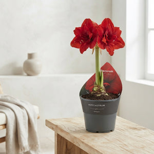 Red Hippeastrum (Amaryllis) – 14cm Pot