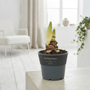 White Hippeastrum ‘Arctic White’ – 14cm Pot