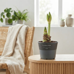Red Hippeastrum Amaryllis – 14cm Pot