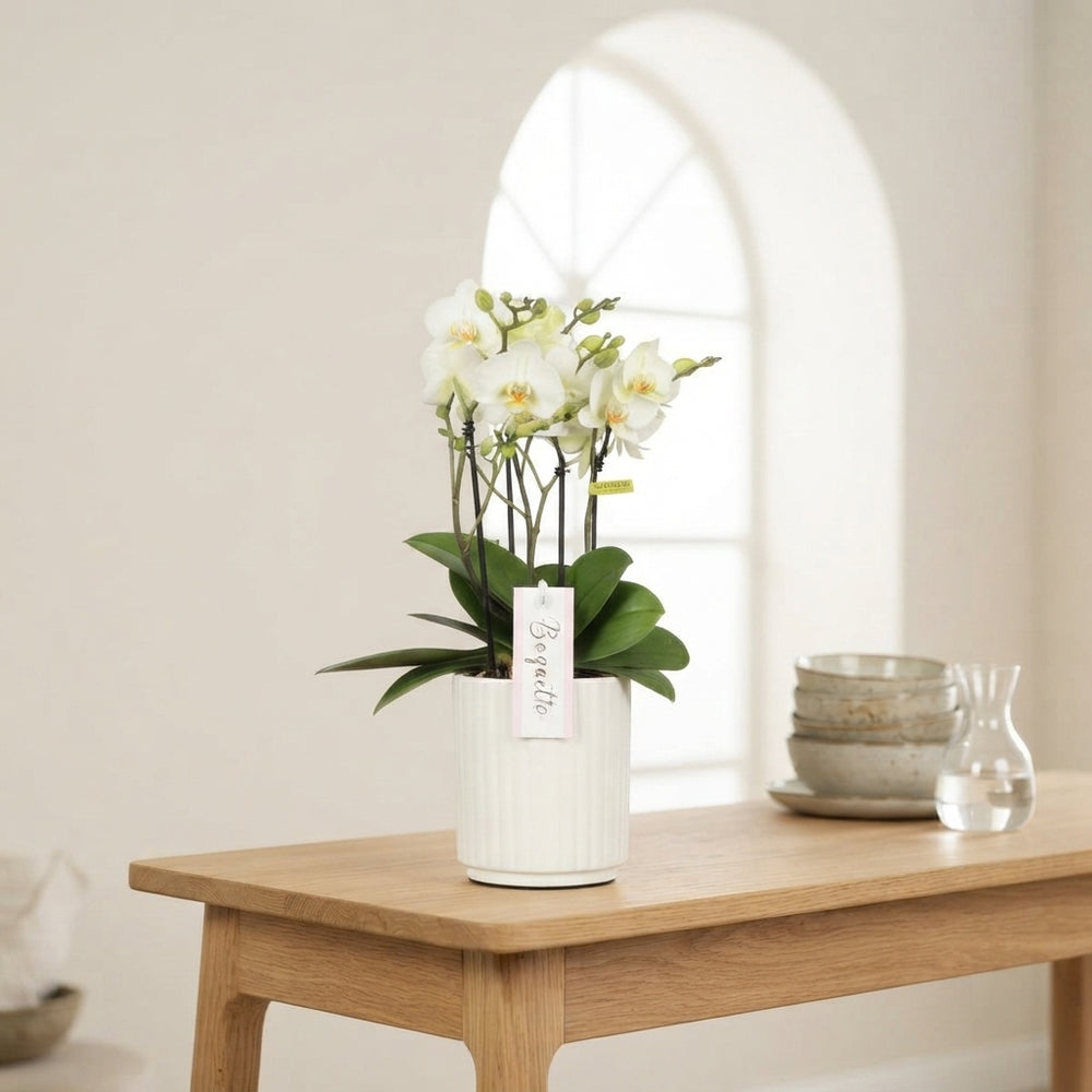 White Phalaenopsis Orchid ‘Boquetto Beauty’ – 12cm Pot