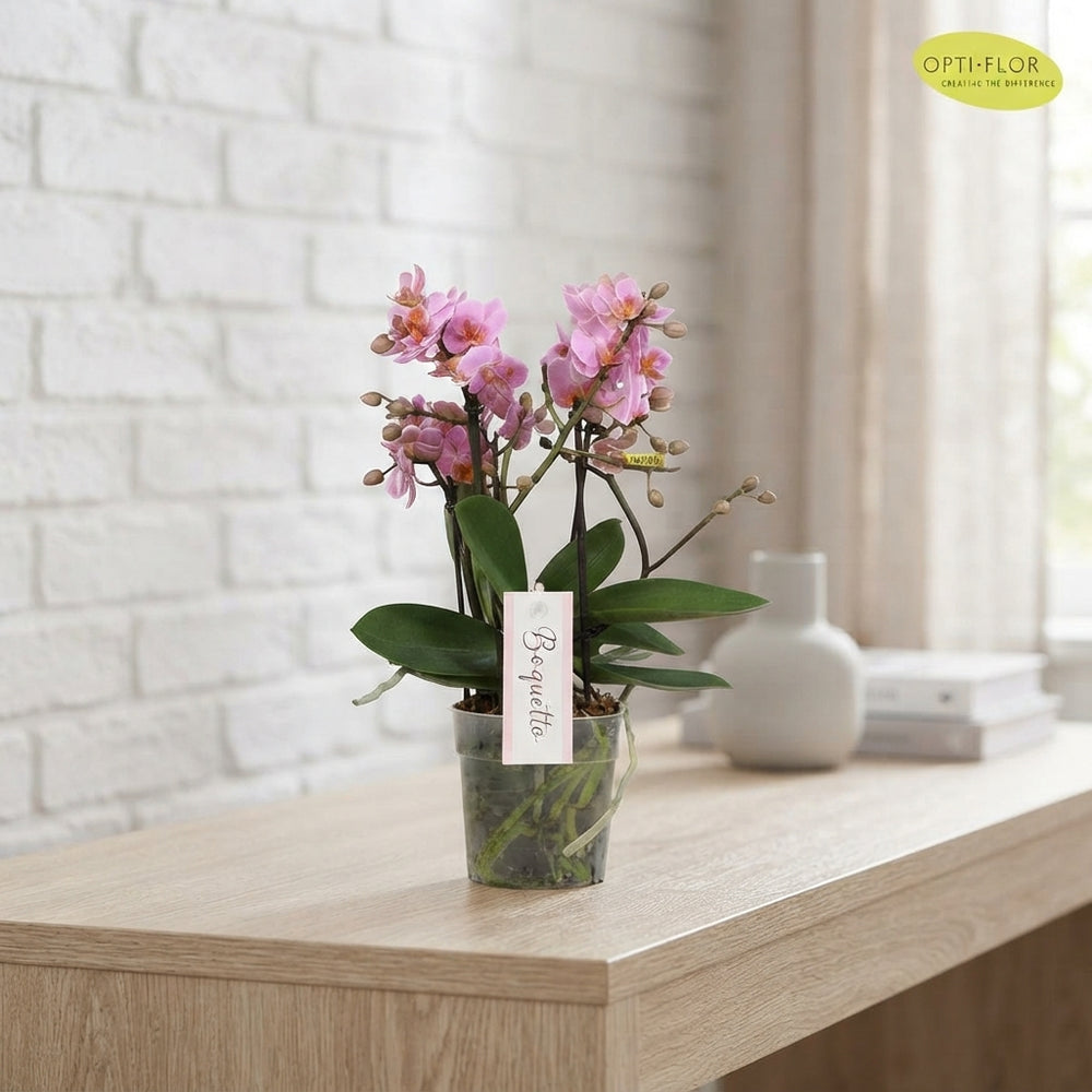 Mixed Pastel Phalaenopsis Orchid – 12cm Pot
