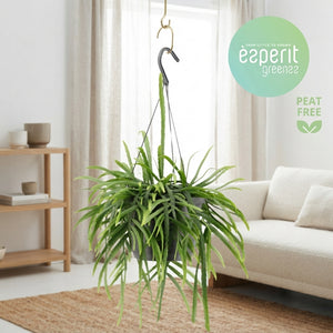 Bolivian Lepismium Cactus (Lepismium bolivianum) – 17cm Pot