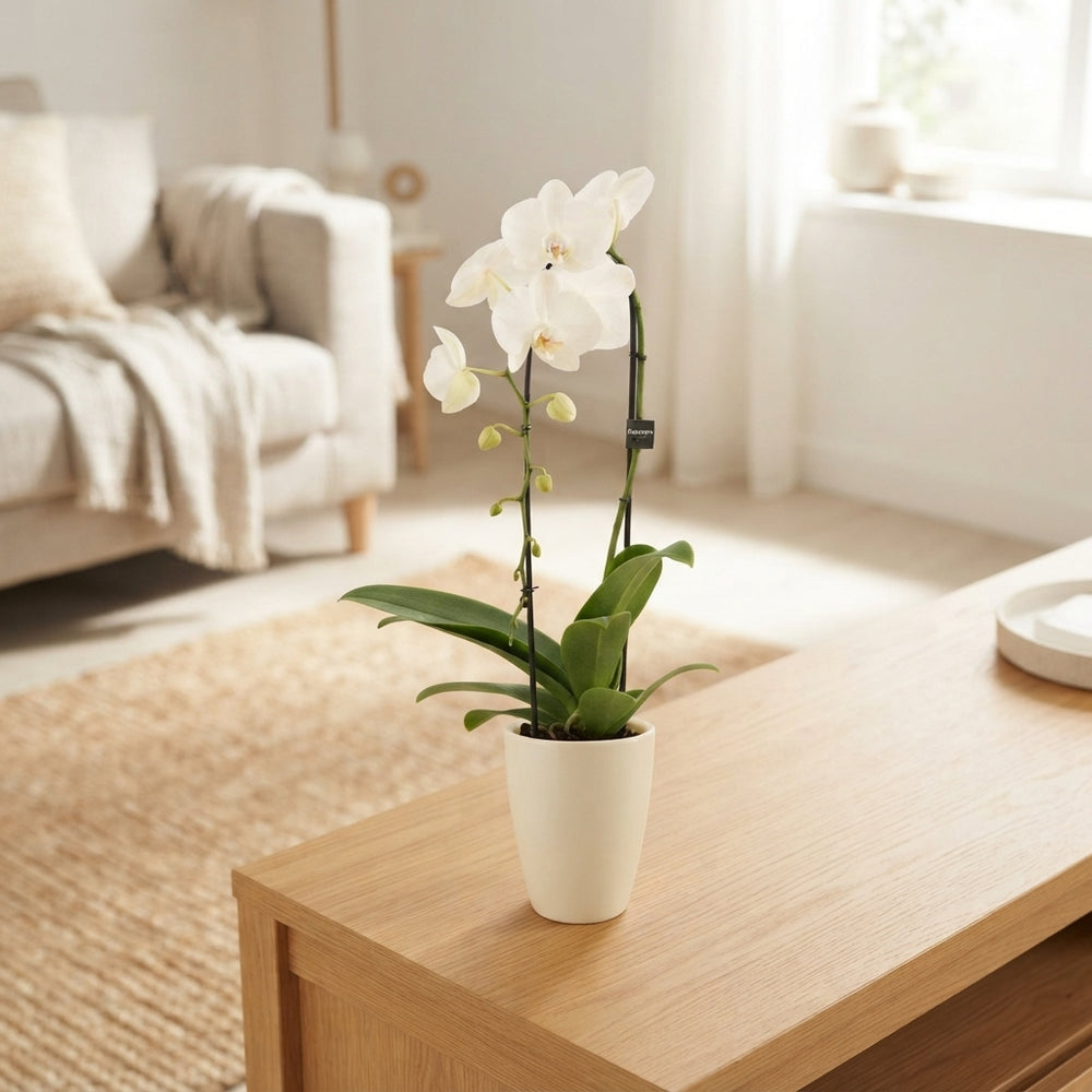 Mixed Phalaenopsis Orchid – 12cm Ceramic Pot