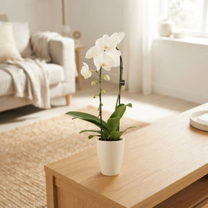 Mixed Phalaenopsis Orchid – 12cm Ceramic Pot