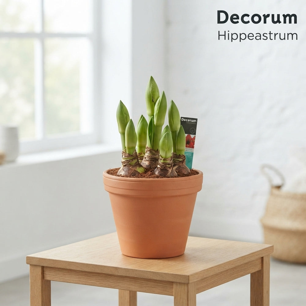Mixed Hippeastrum Amaryllis – 17cm Pot, 30cm High
