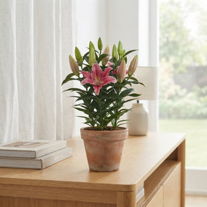 Oriental Lily ‘Colorette Blush’ – 17cm Pot