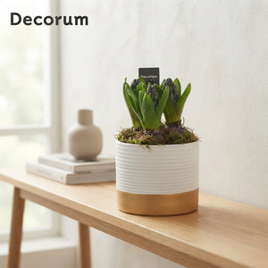 White and Gold Ornamental Plant Arrangement – 13cm Ceramic Pot