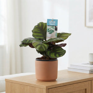 Calathea fasciata Prayer Plant – 12cm Pot