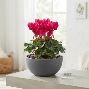 Patio Plant Arrangement – 23cm Plastic Dish