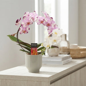 Mixed Phalaenopsis Orchid – 12cm Pot, 45cm Height