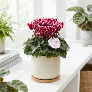 Wine Red Cyclamen persicum – 10.5cm Pot