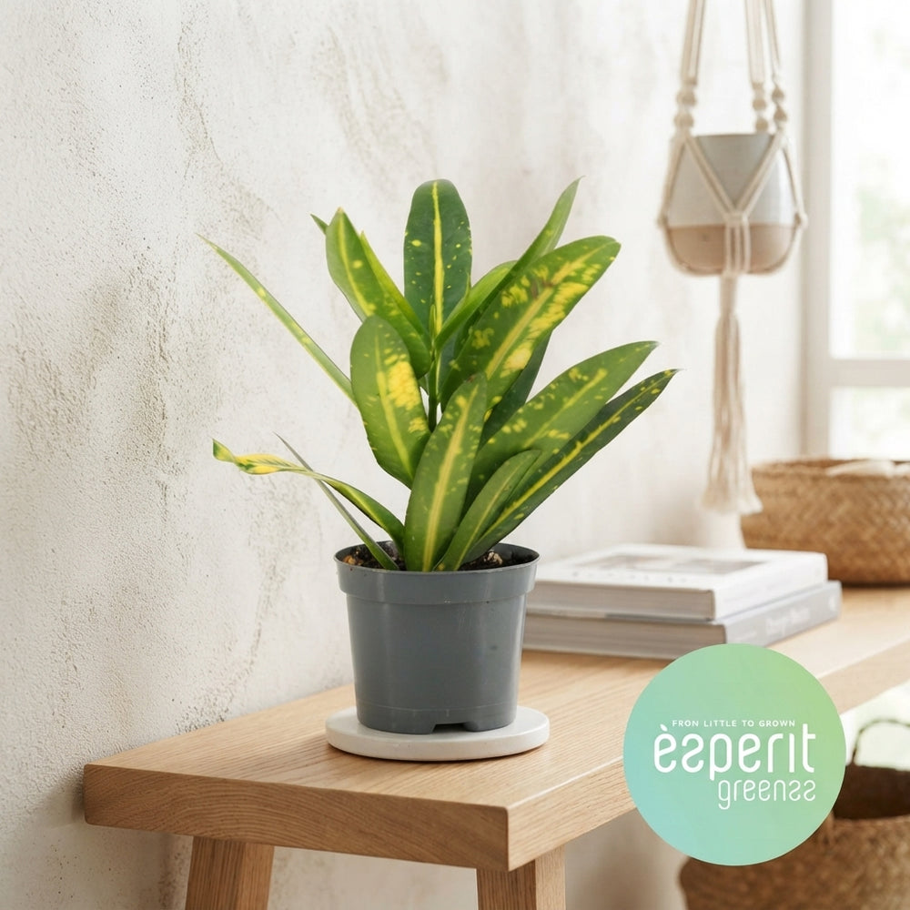 Small-Leaved Croton (Codiaeum) – 8.5cm Pot