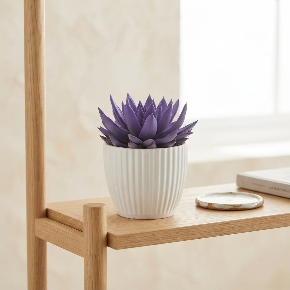Rainbow Echeveria Succulent – 12cm Ceramic Pot